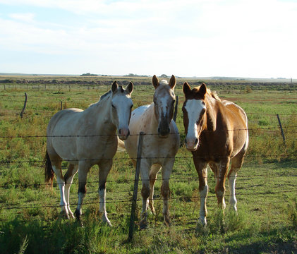 caballos
