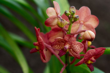 phalaenopsis