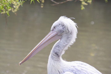 pelican