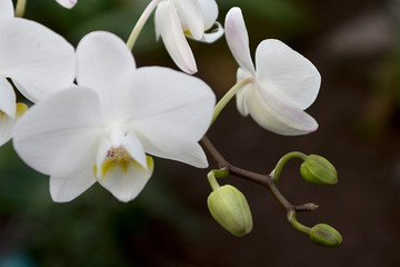 phalaenopsis