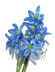 some blue florets.