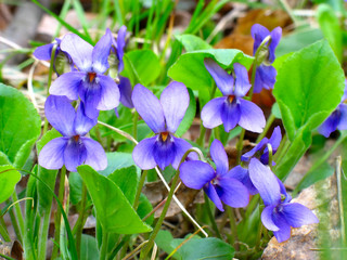 violets on a solar glade.