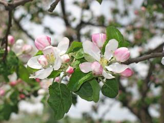 Fototapeta na wymiar apple-tree blossoms.