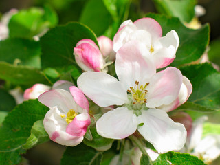 flower of  apple-tree close-up.
