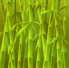 Fototapeta na wymiar bamboo trees
