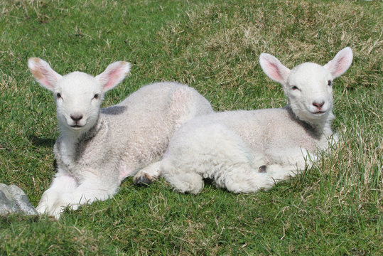 two little lambs