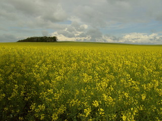 Obraz premium rapsfeld 13