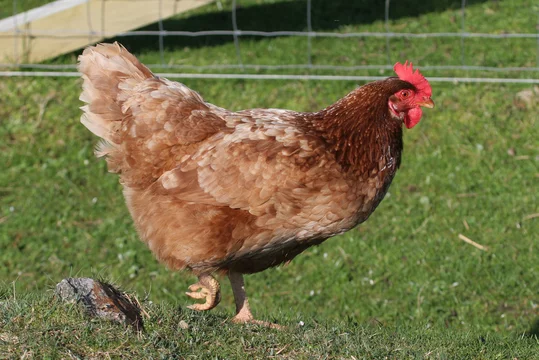 on the march