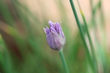 chive flower