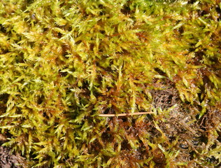 wet moss