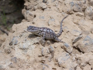 happy lizzard posing