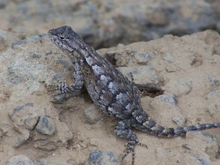 cool lizzard
