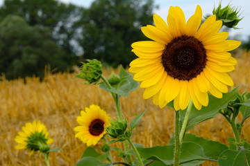 Obraz premium girasoli