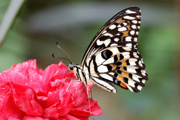 Obraz premium monarch schmetterling