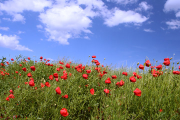 poppies flowers field  over sky