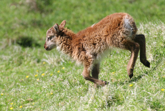 soay lamb