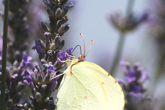 papillon 02