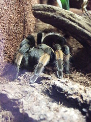 vogelspinne