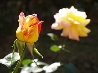 rosa amarilla