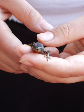 molch in h&auml;nden