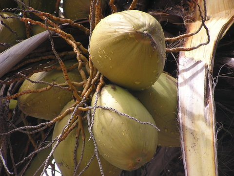 coco palmera