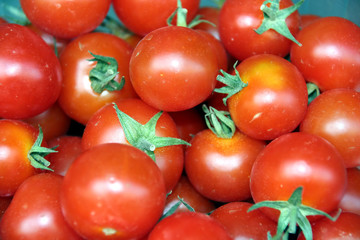 tomatoes
