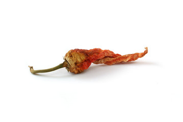 wizen hot pepper