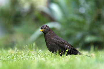 female blackbird