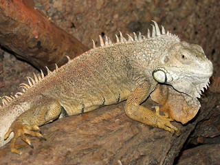 Obraz premium iguana 1