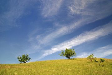 Fototapeta na wymiar drzewo na łące w słoneczny dzień