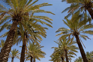Fototapeta na wymiar jerusalem palms