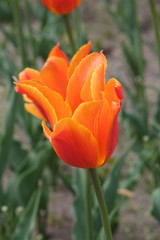 orange tulip