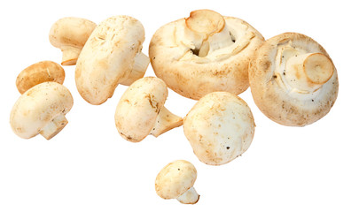 mushrooms