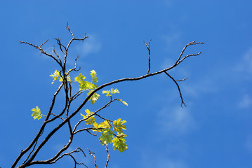 big trees and blue skies inside the parks