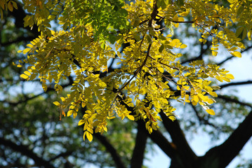 yellow tree leaf in the parks