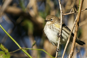 yellow rumped warbler