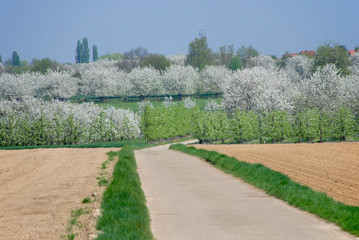 spring blossom