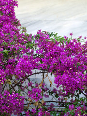 bougainvillia © fafoutis