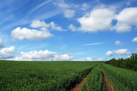 champs de bl&egrave;s