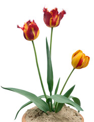 tulips
