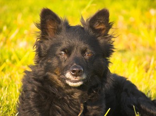 black dog