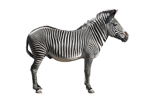 grevy's zebra isolated over white background