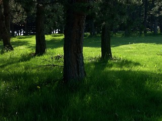 Fototapeta premium waldwiese und schirmen