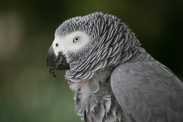 graupapagei