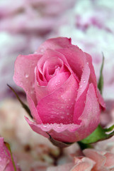 pink rose