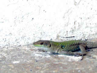 lizard of istanbul
