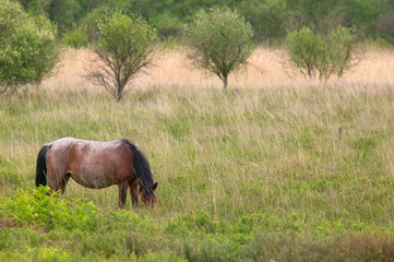 Naklejka premium wild horse grazing