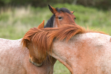 horse whispering