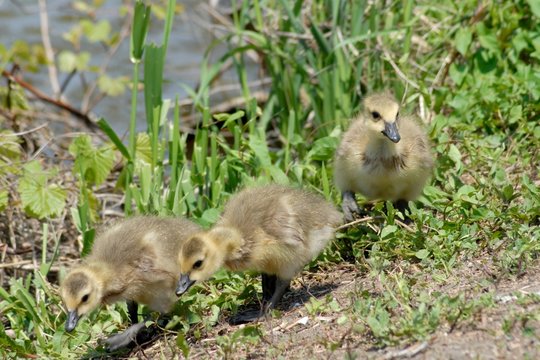 Gaense Bilder Durchsuchen 604 Archivfotos, und Videos