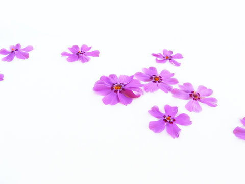 milchblumen